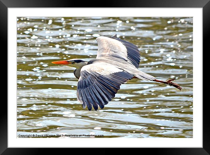 FLYING HERON Framed Mounted Print by David Atkinson