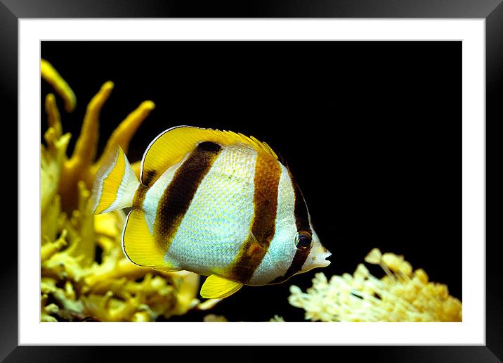 Tropical Fish Framed Mounted Print by Elizma Fourie