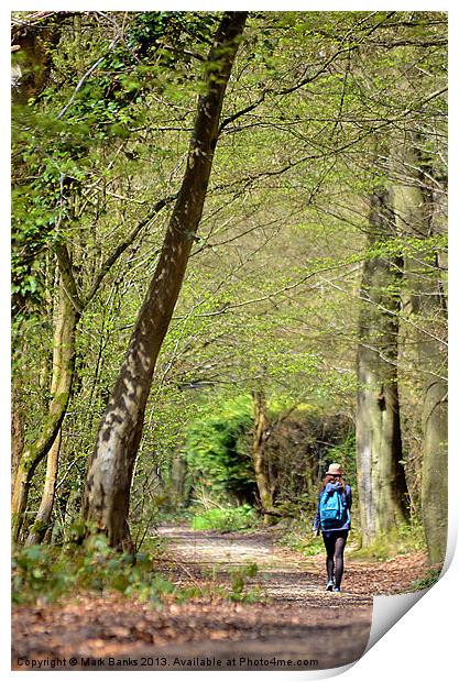 Woodland Walk Print by Mark  F Banks