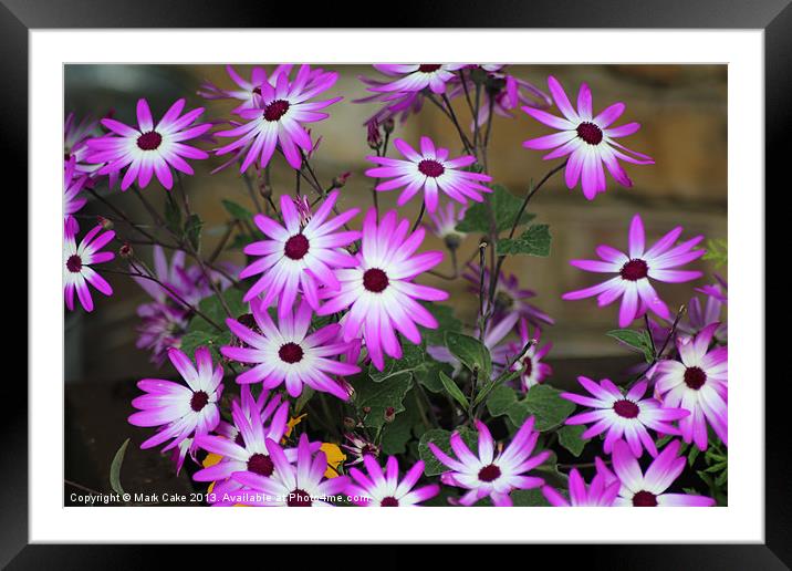 Pink and white neon flowers Framed Mounted Print by Mark Cake