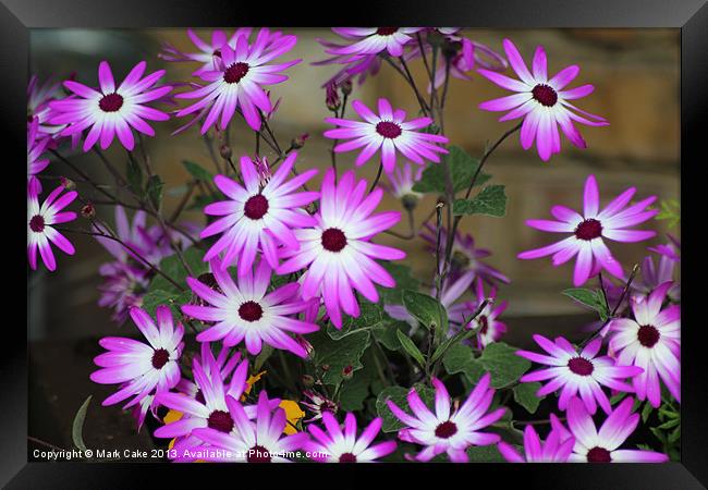 Pink and white neon flowers Framed Print by Mark Cake