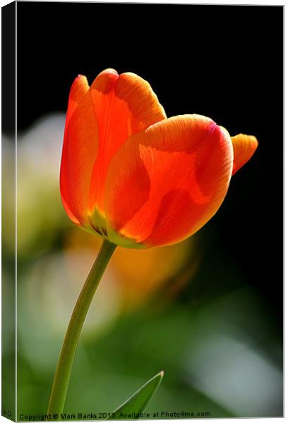 Tulip 2 Canvas Print by Mark  F Banks