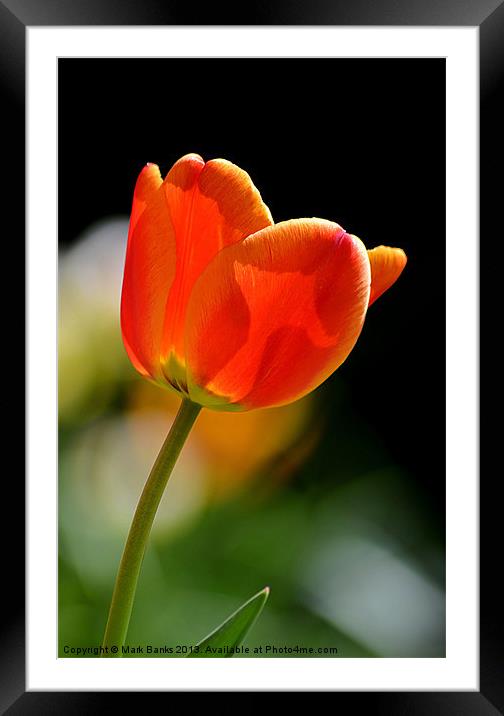 Tulip 2 Framed Mounted Print by Mark  F Banks