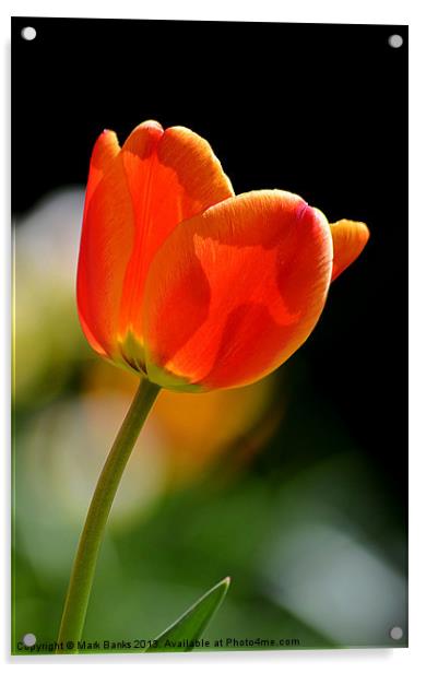 Tulip 2 Acrylic by Mark  F Banks