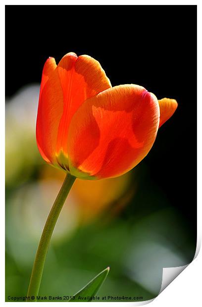 Tulip 2 Print by Mark  F Banks