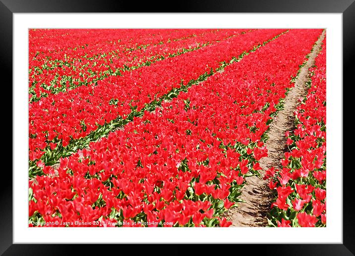 Tulip fields 3 Framed Mounted Print by Jasna Buncic