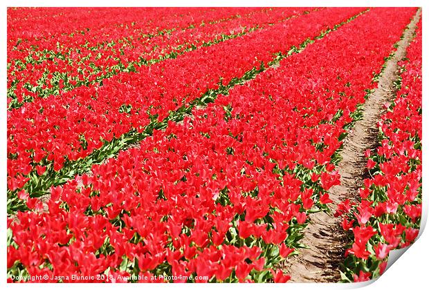 Tulip fields 3 Print by Jasna Buncic