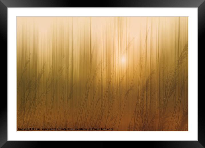 MORNING TRANQUILITY Framed Mounted Print by Tom York
