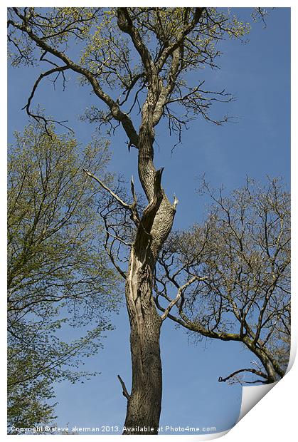 Old tree Print by steve akerman