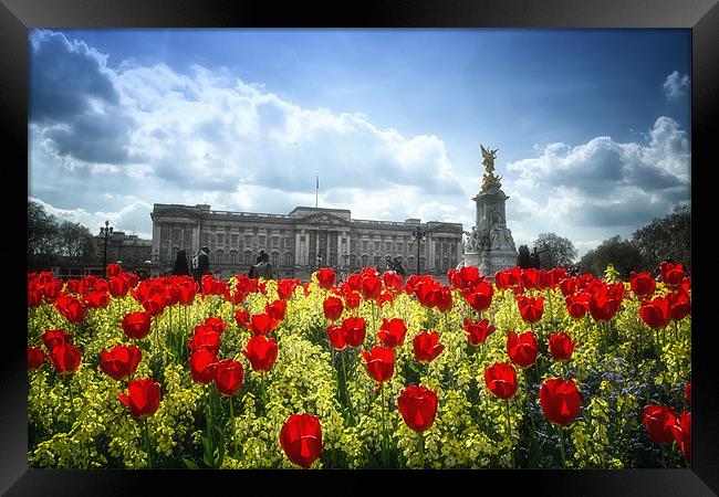 Tulips at Buckingham Palace Framed Print by Dean Messenger