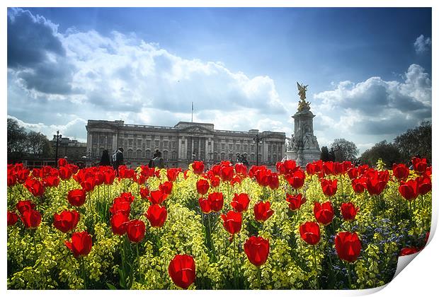Tulips at Buckingham Palace Print by Dean Messenger