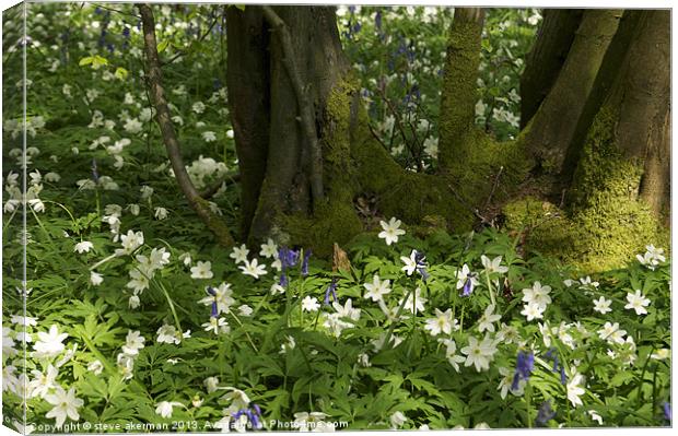 Bluebells in the woods Canvas Print by steve akerman