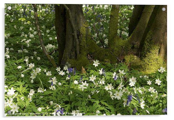 Bluebells in the woods Acrylic by steve akerman