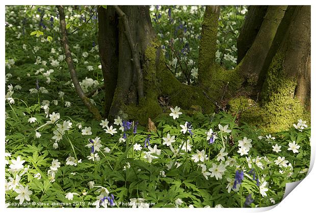 Bluebells in the woods Print by steve akerman