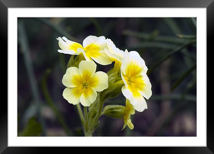 Yellow and White Primula Framed Mounted Print by Bill Simpson