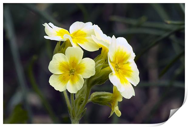 Yellow and White Primula Print by Bill Simpson