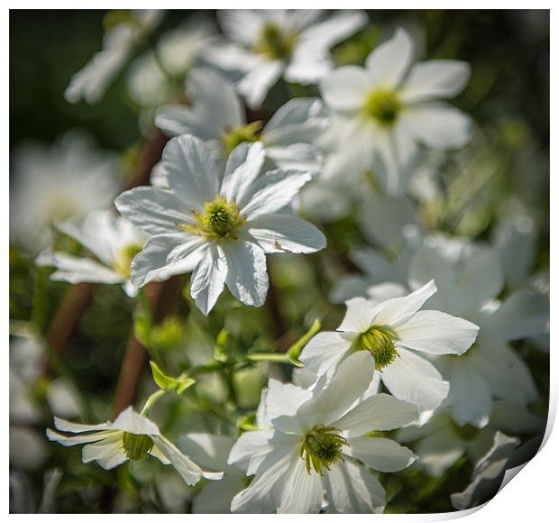 White Flowers Print by Ian Johnston  LRPS