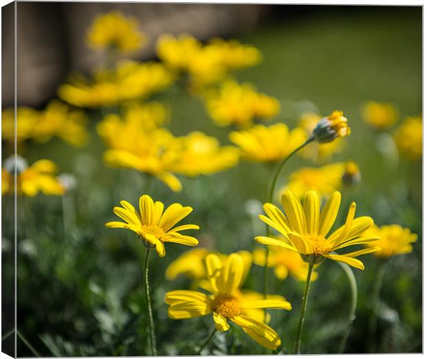 Yellow flowers in the sunshine Canvas Print by Ian Johnston  LRPS