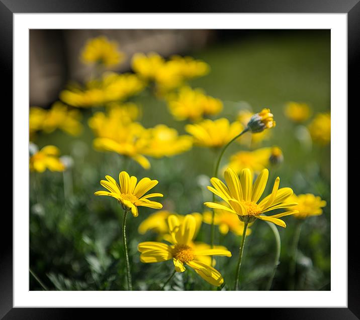 Yellow flowers in the sunshine Framed Mounted Print by Ian Johnston  LRPS