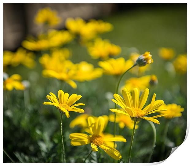 Yellow flowers in the sunshine Print by Ian Johnston  LRPS