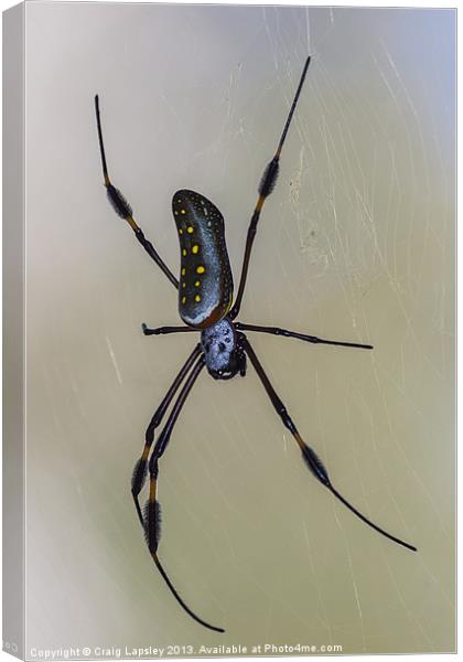 golden orb weaver spider Canvas Print by Craig Lapsley