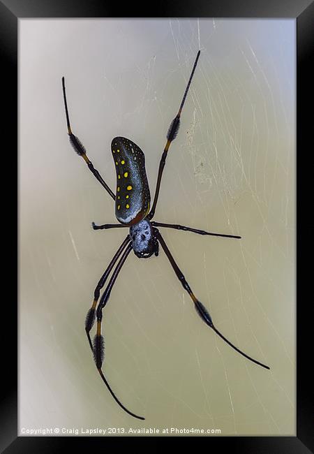 golden orb weaver spider Framed Print by Craig Lapsley