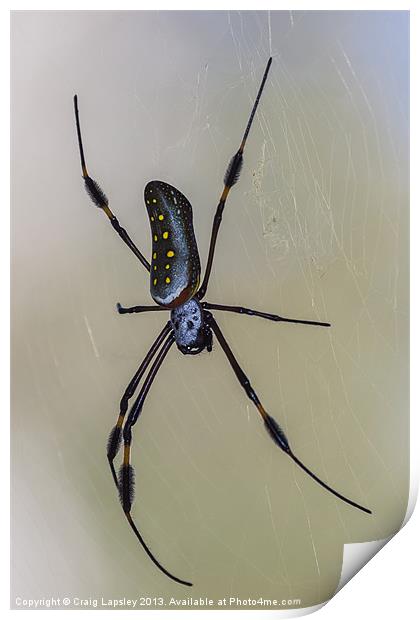 golden orb weaver spider Print by Craig Lapsley