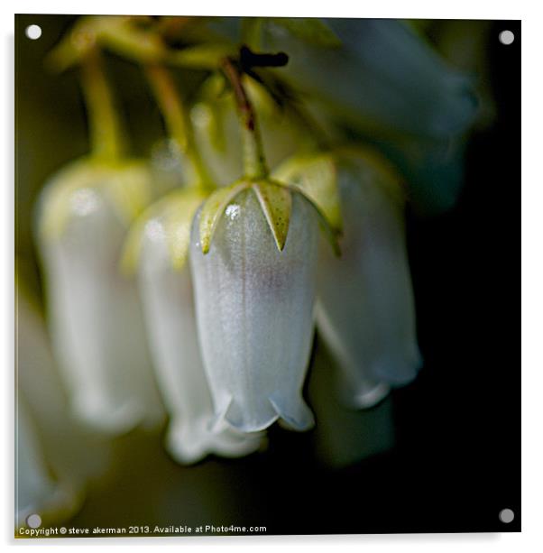 Pieris forrest at sunrise macro Acrylic by steve akerman