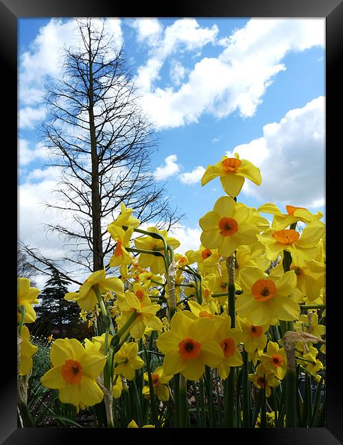 Narcissus Framed Print by Noreen Linale