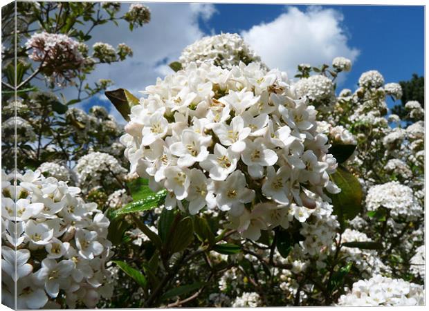 Viburnum Canvas Print by Noreen Linale