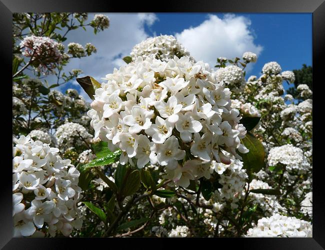 Viburnum Framed Print by Noreen Linale