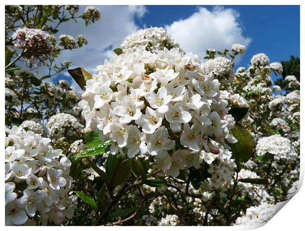 Viburnum Print by Noreen Linale