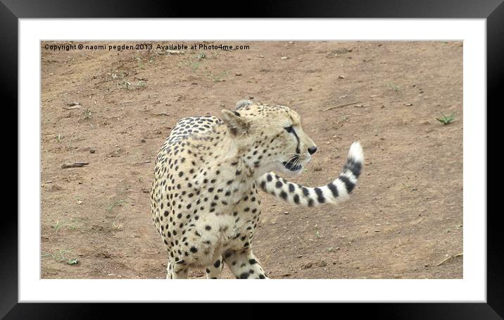 Cheetah Up Close Framed Mounted Print by N C Photography
