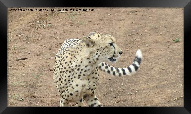 Cheetah Up Close Framed Print by N C Photography