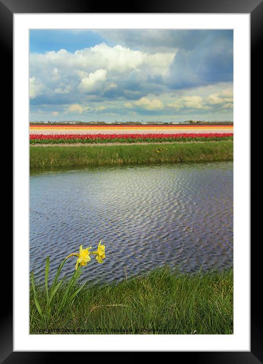 Tulip fields 4 Framed Mounted Print by Jasna Buncic