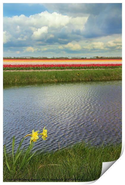 Tulip fields 4 Print by Jasna Buncic