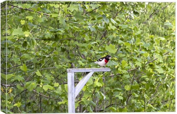 Rose-Breasted Grosbeak Canvas Print by Michael Waters Photography