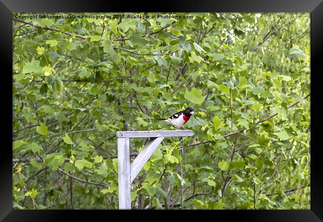 Rose-Breasted Grosbeak Framed Print by Michael Waters Photography