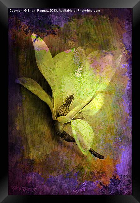 Textured Flower Framed Print by Brian  Raggatt