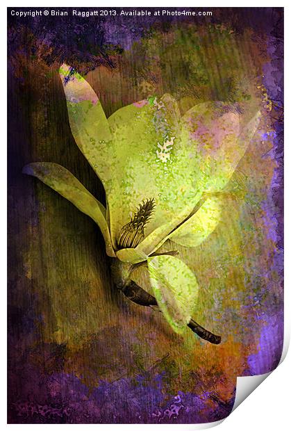 Textured Flower Print by Brian  Raggatt