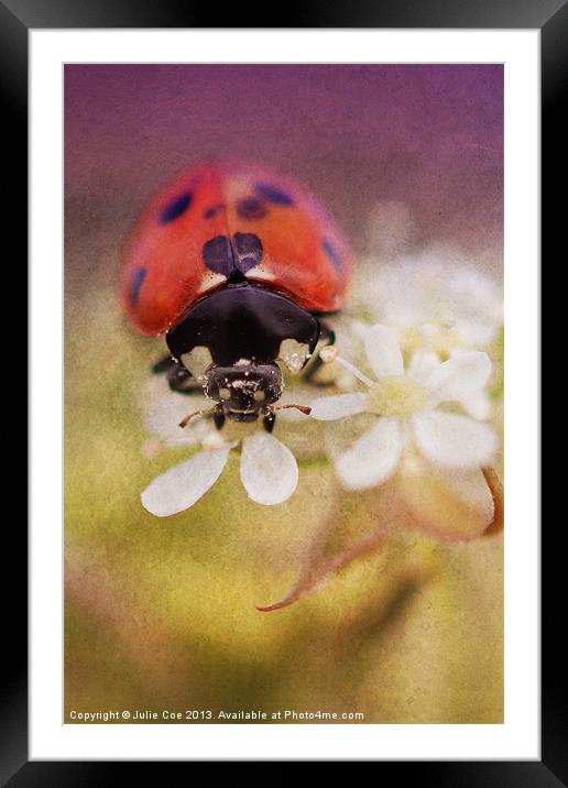 Ladybird Framed Mounted Print by Julie Coe