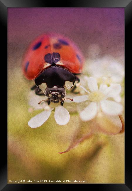 Ladybird Framed Print by Julie Coe