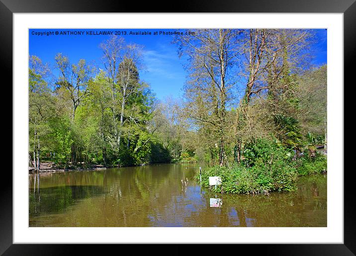 HOLLY HILL LAKE Framed Mounted Print by Anthony Kellaway