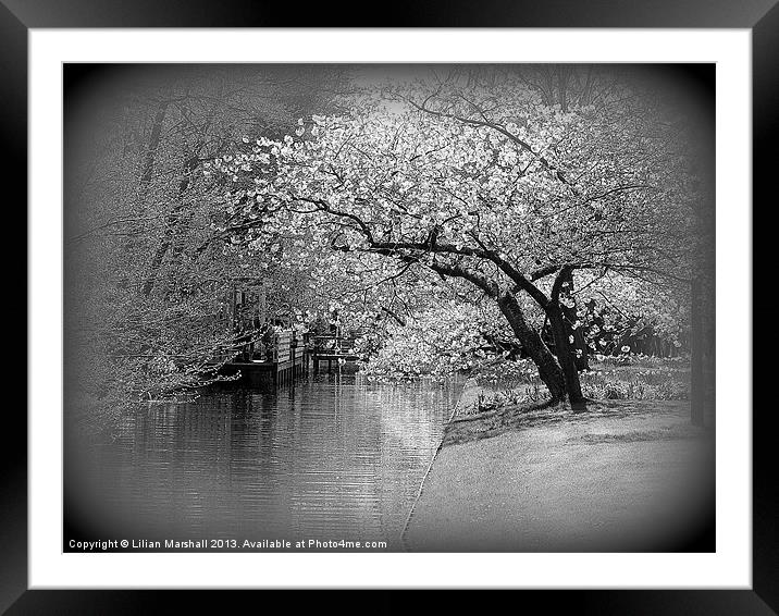 White Flowering Japanese Cherry Tree Framed Mounted Print by Lilian Marshall
