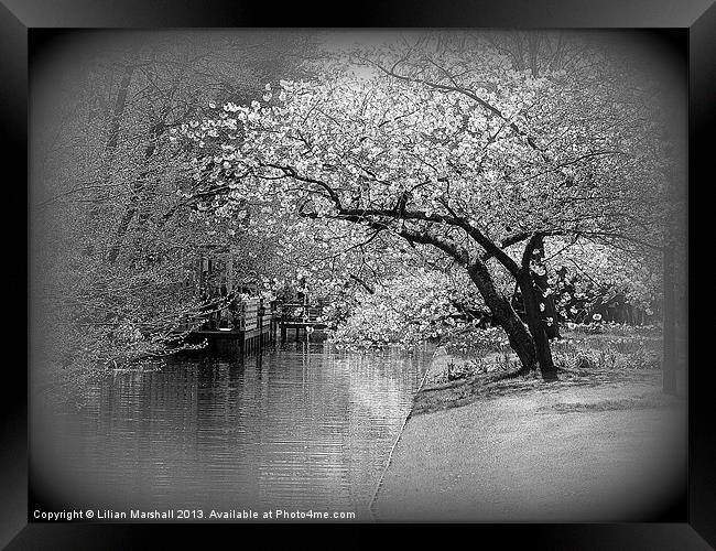 White Flowering Japanese Cherry Tree Framed Print by Lilian Marshall