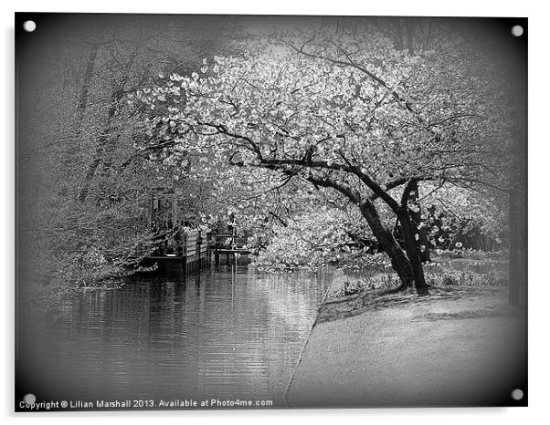 White Flowering Japanese Cherry Tree Acrylic by Lilian Marshall