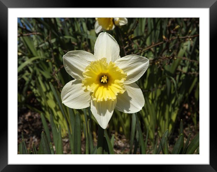 daffodil plant Framed Mounted Print by Sean Mcdonagh