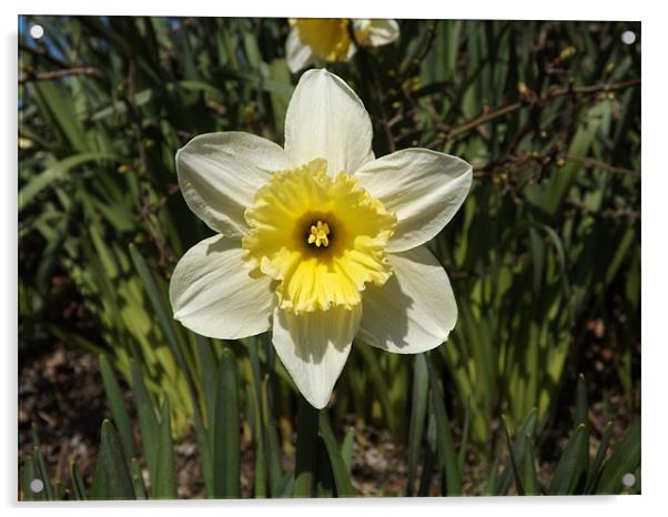 daffodil plant Acrylic by Sean Mcdonagh
