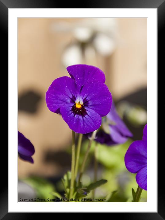 Purple Viola Framed Mounted Print by Trevor Camp