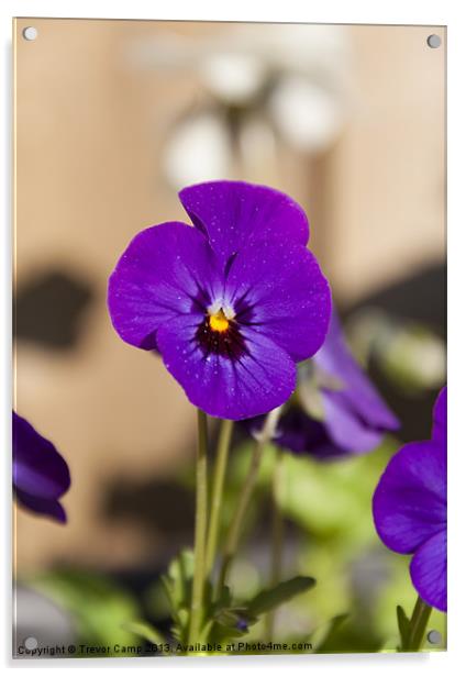 Purple Viola Acrylic by Trevor Camp